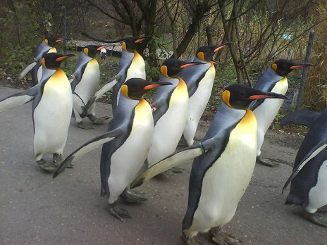 Pingviner p parad